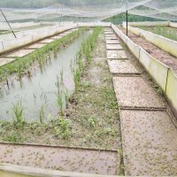 黑斑蛙种苗 全饲料喂养模式黑斑蛙养殖场免费学习技术指导