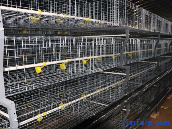 鸡笼框架肉鸡笼养设备养鸡笼养鸡设备蛋鸡笼养设备