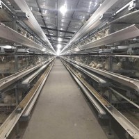 肉鸡养殖设备笼养设备层叠式笼养设备山东金石农牧机械