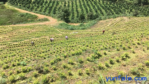 浙江茶山加盟，湖州转运珍茶，浙江茶山租赁，浙江众扶农业