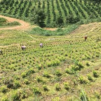 浙江茶山加盟，湖州转运珍茶，浙江茶山租赁，浙江众扶农业